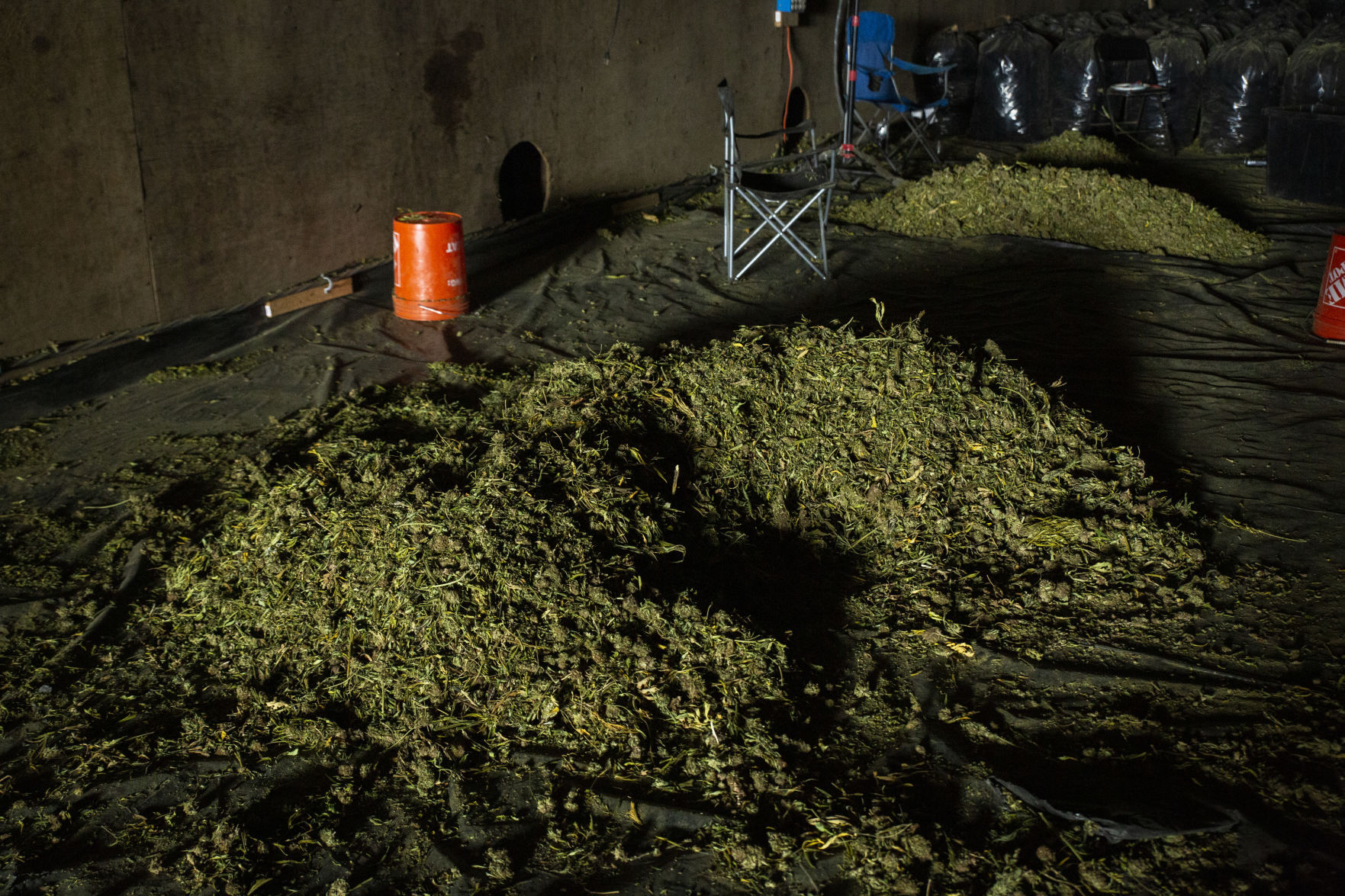 Marijuana Operation